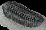 Prone Morocops Trilobite - Top Quality Specimen #88871-3